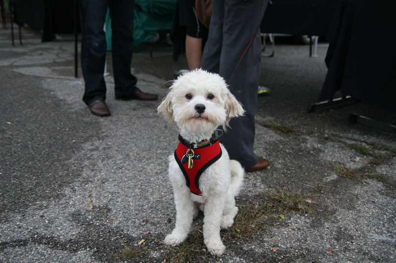 Oliver the dog was quite pleased to be attending the final Wednesday evening market of 2011 on September 28.