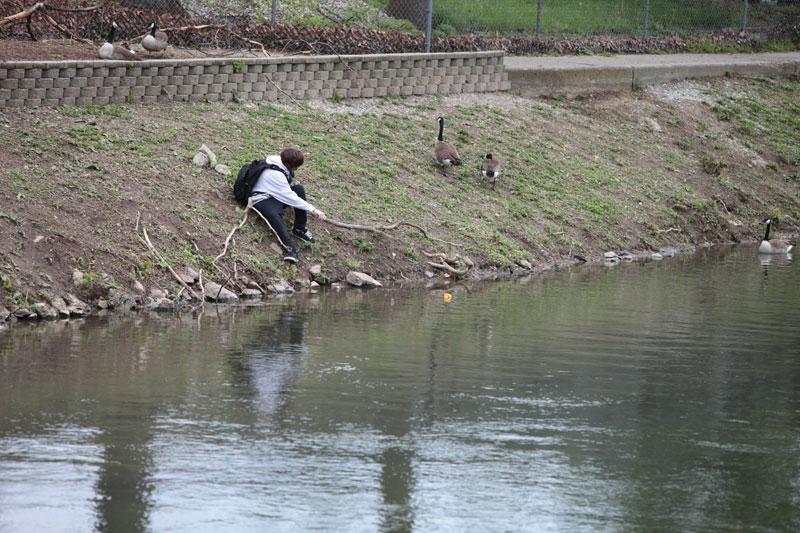 Rubber ducks race to celebrate BR 175th - By Bob Schmidt