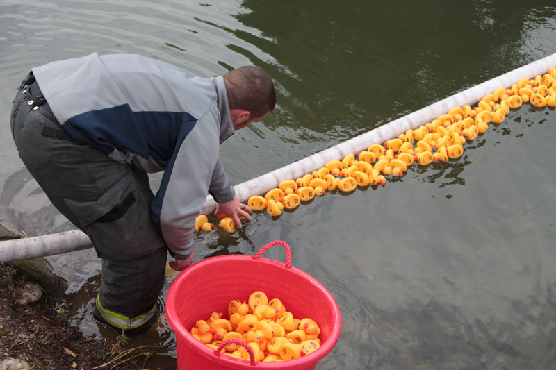 Rubber ducks race to celebrate BR 175th - By Bob Schmidt