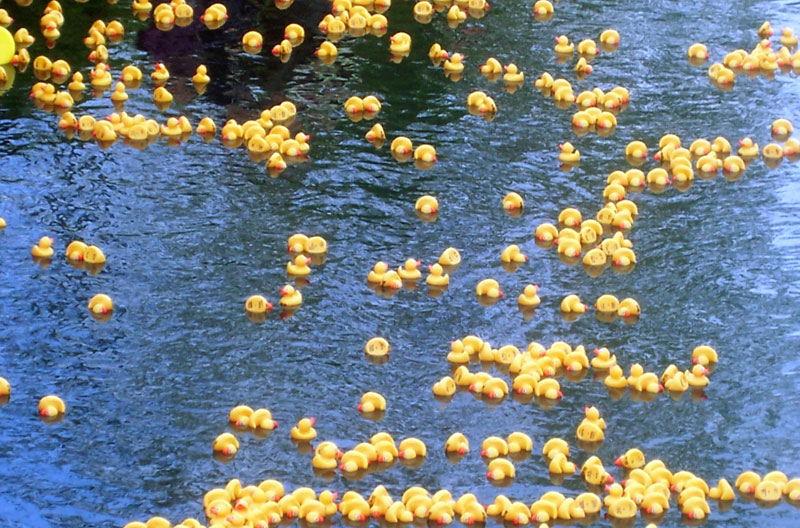 Rubber ducks race to celebrate BR 175th - By Bob Schmidt