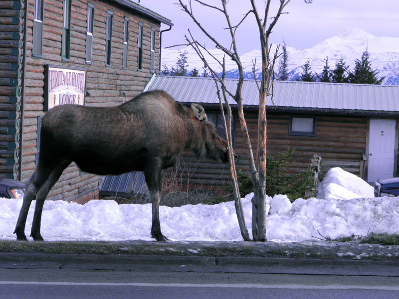 Poetic Thoughts - Homer, Alaska - by C.W. Pruitt II 