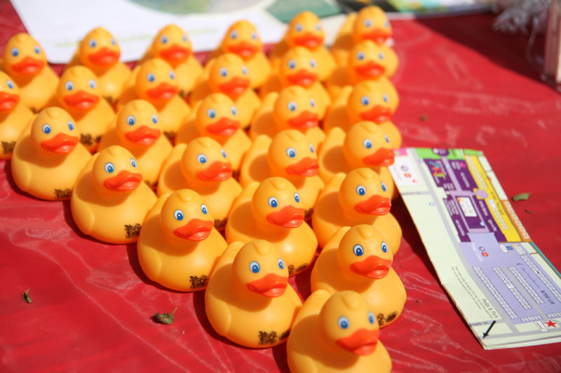 BRVA racing ducks