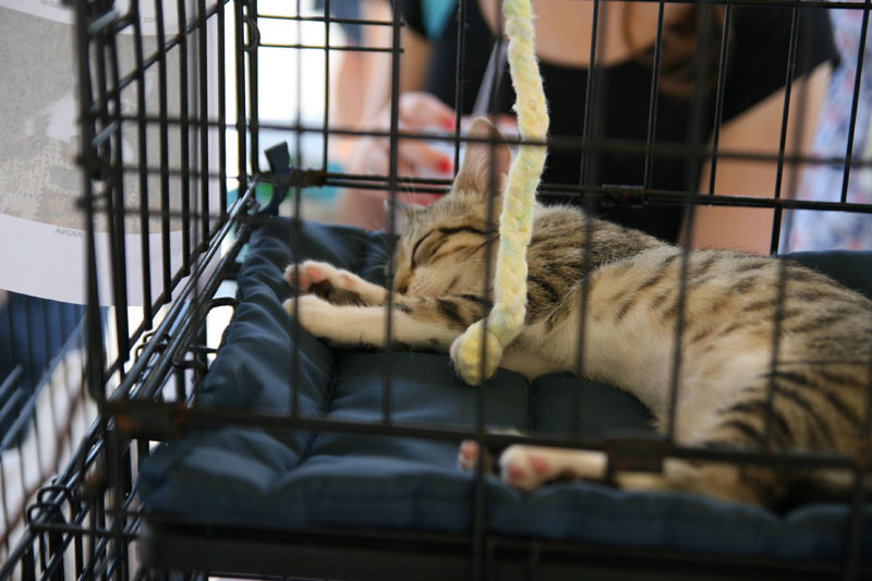 Kittens for adoption