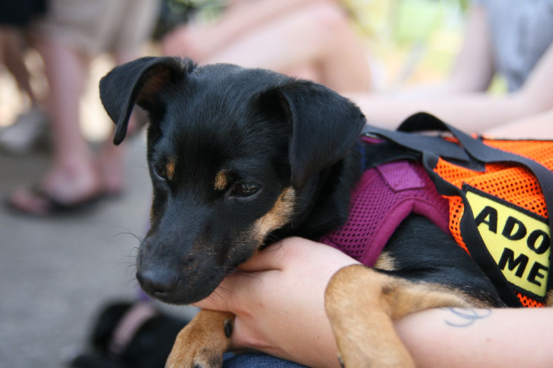 Nicky the puppy wore an Adopt Me vest