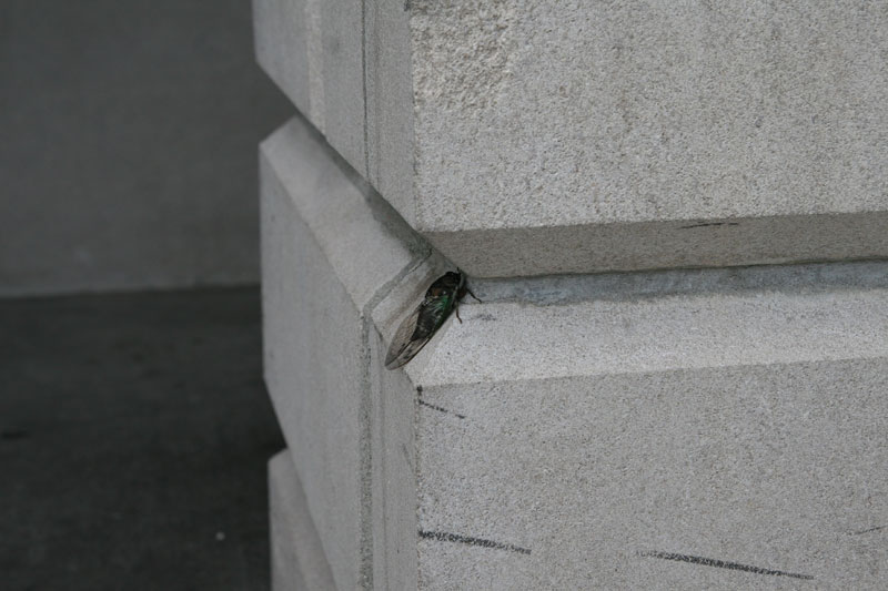 Random Rippling - Locusts