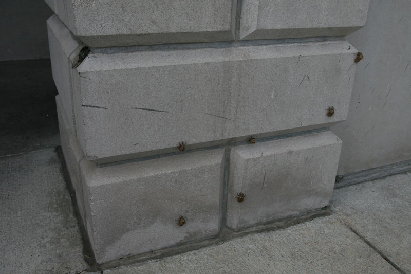 Random Rippling - Locusts