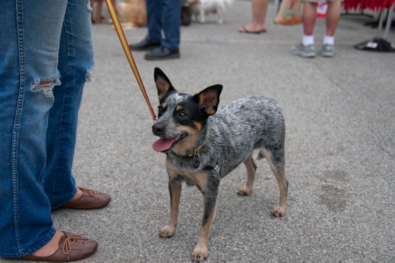 Opal the dog looking for other doggie friends at the market