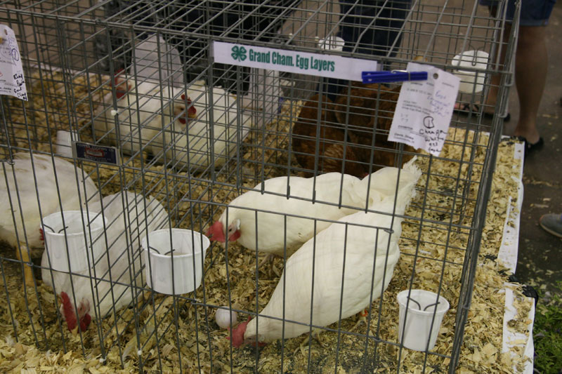 2012 Indiana State Fair pictures