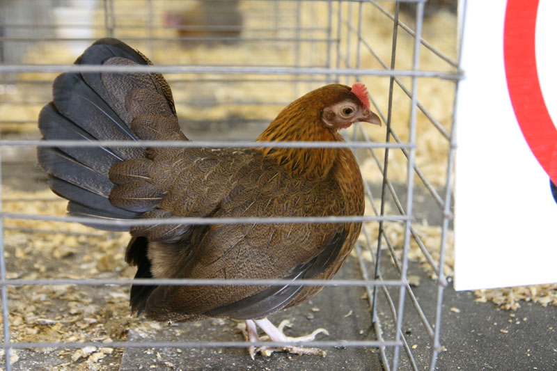 2012 Indiana State Fair pictures