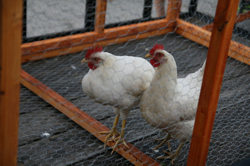 Hens were at the market to discuss the upcoming Tour de Coops