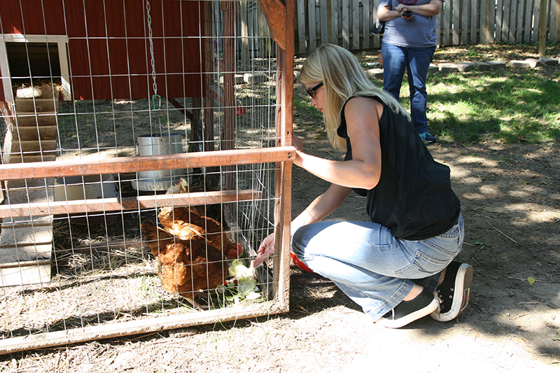 School 84 parent Kim Schmitt feeding the chickens.