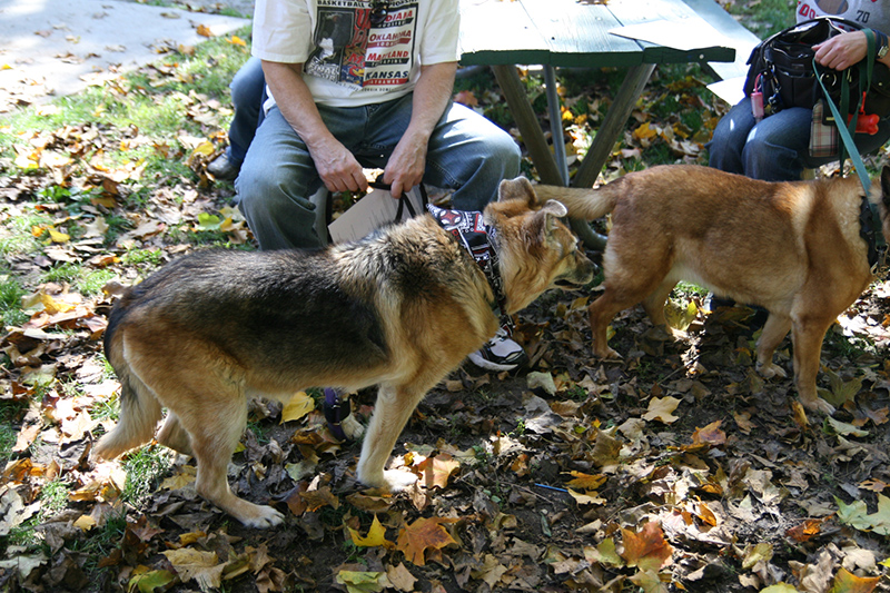 Random Rippling - St. Paul's pet blessing