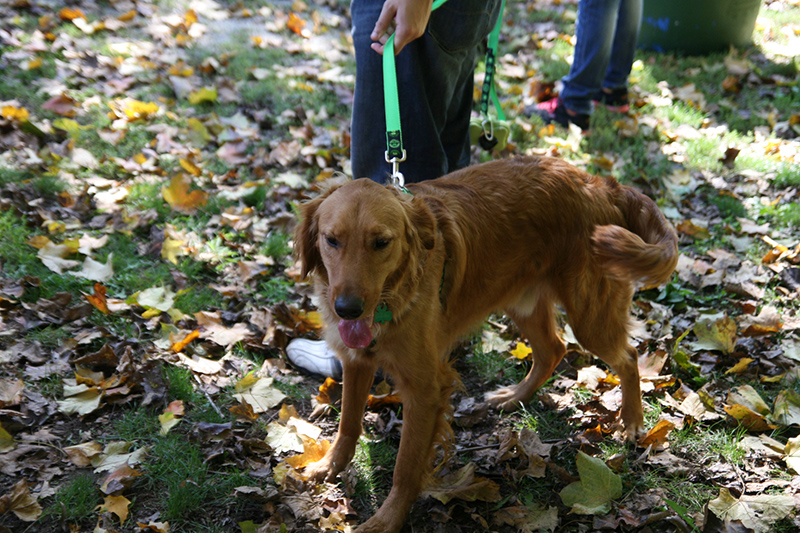 Random Rippling - St. Paul's pet blessing