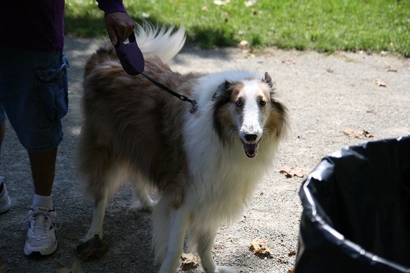 Random Rippling - St. Paul's pet blessing