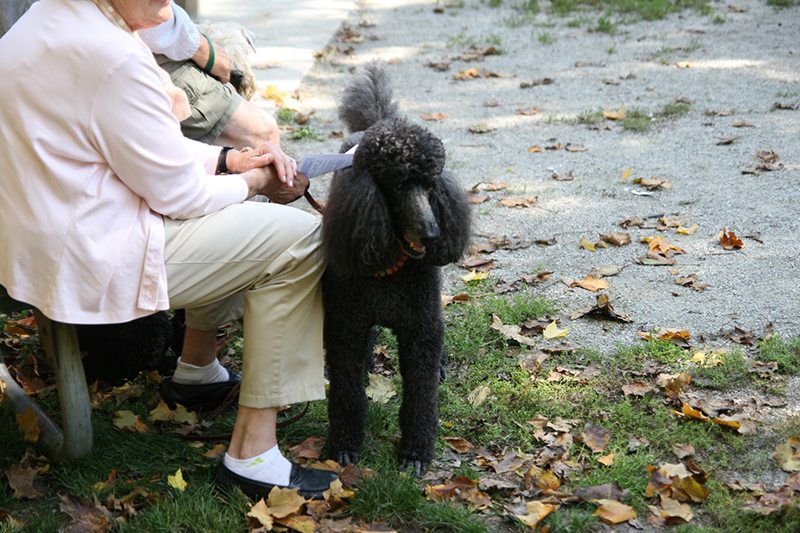 Random Rippling - St. Paul's pet blessing