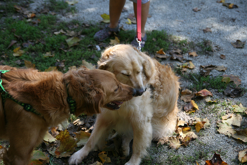 Random Rippling - St. Paul's pet blessing