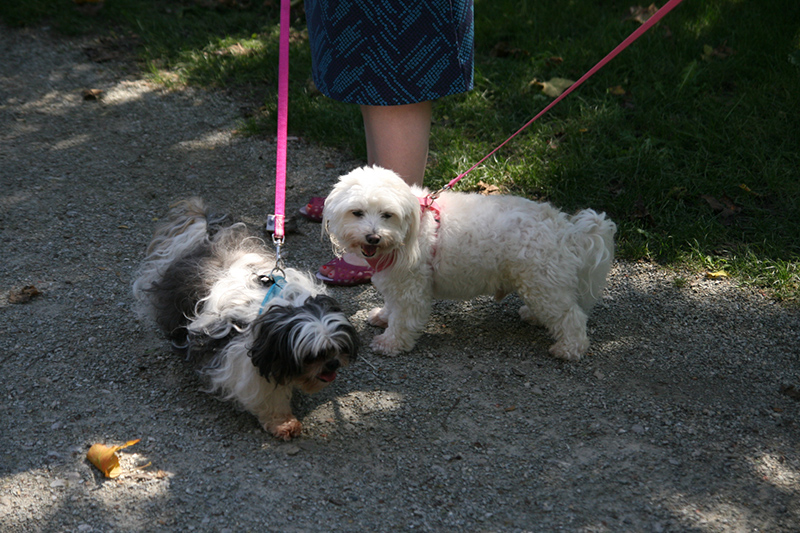 Random Rippling - St. Paul's pet blessing