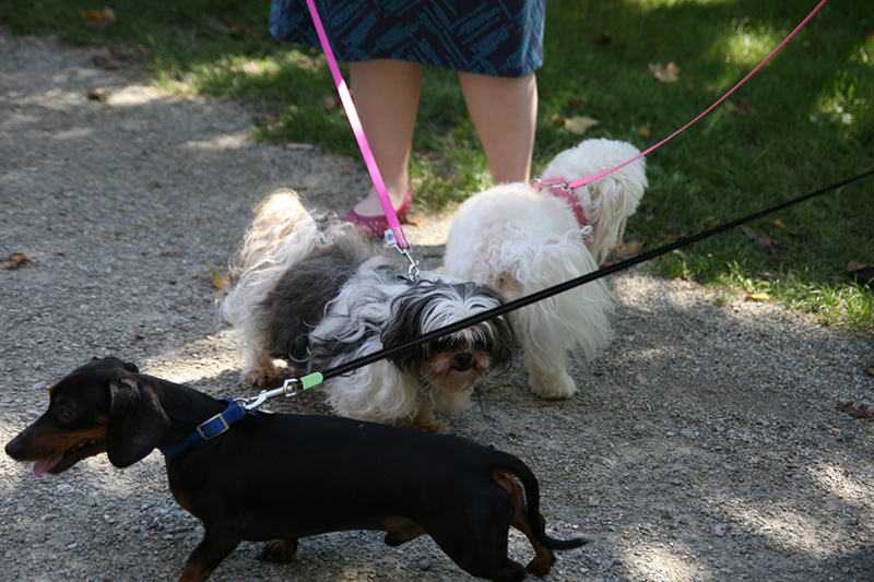 Random Rippling - St. Paul's pet blessing