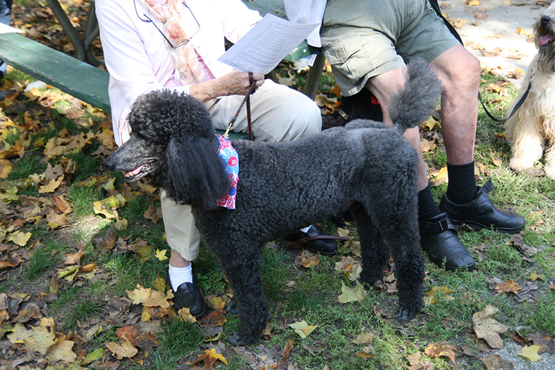 Random Rippling - St. Paul's pet blessing