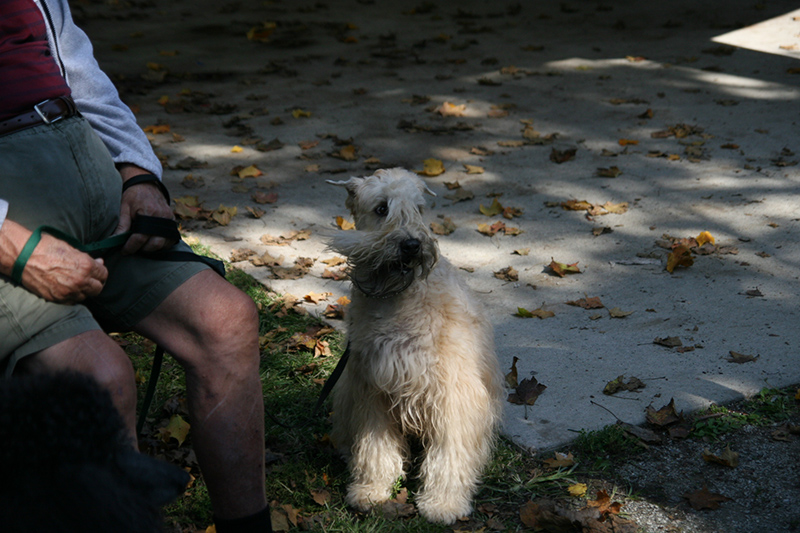 Random Rippling - St. Paul's pet blessing