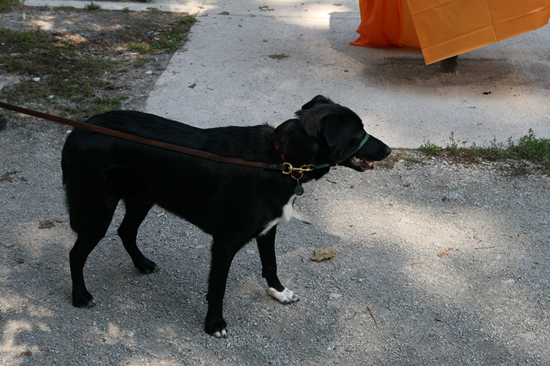 Random Rippling - St. Paul's pet blessing