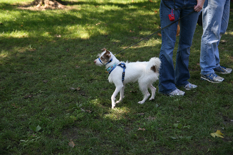 Random Rippling - St. Paul's pet blessing