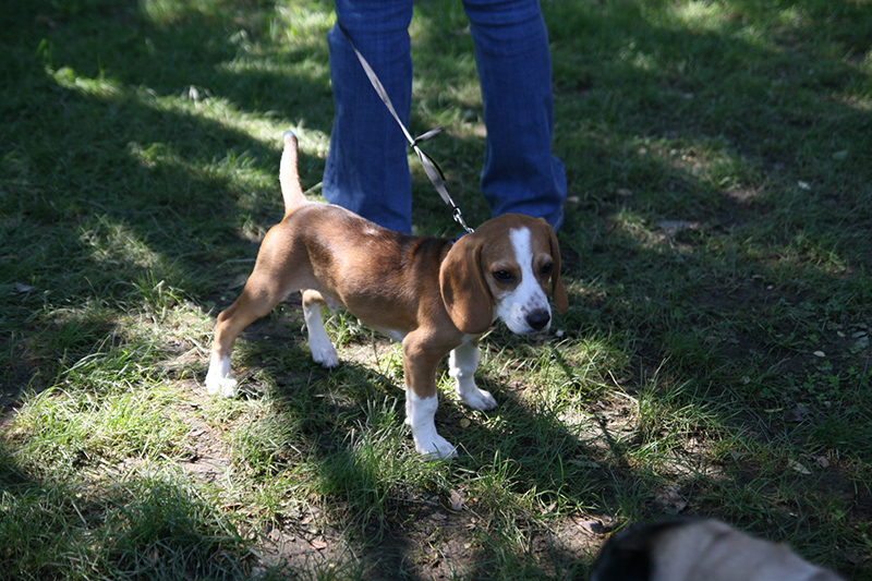 Random Rippling - St. Paul's pet blessing