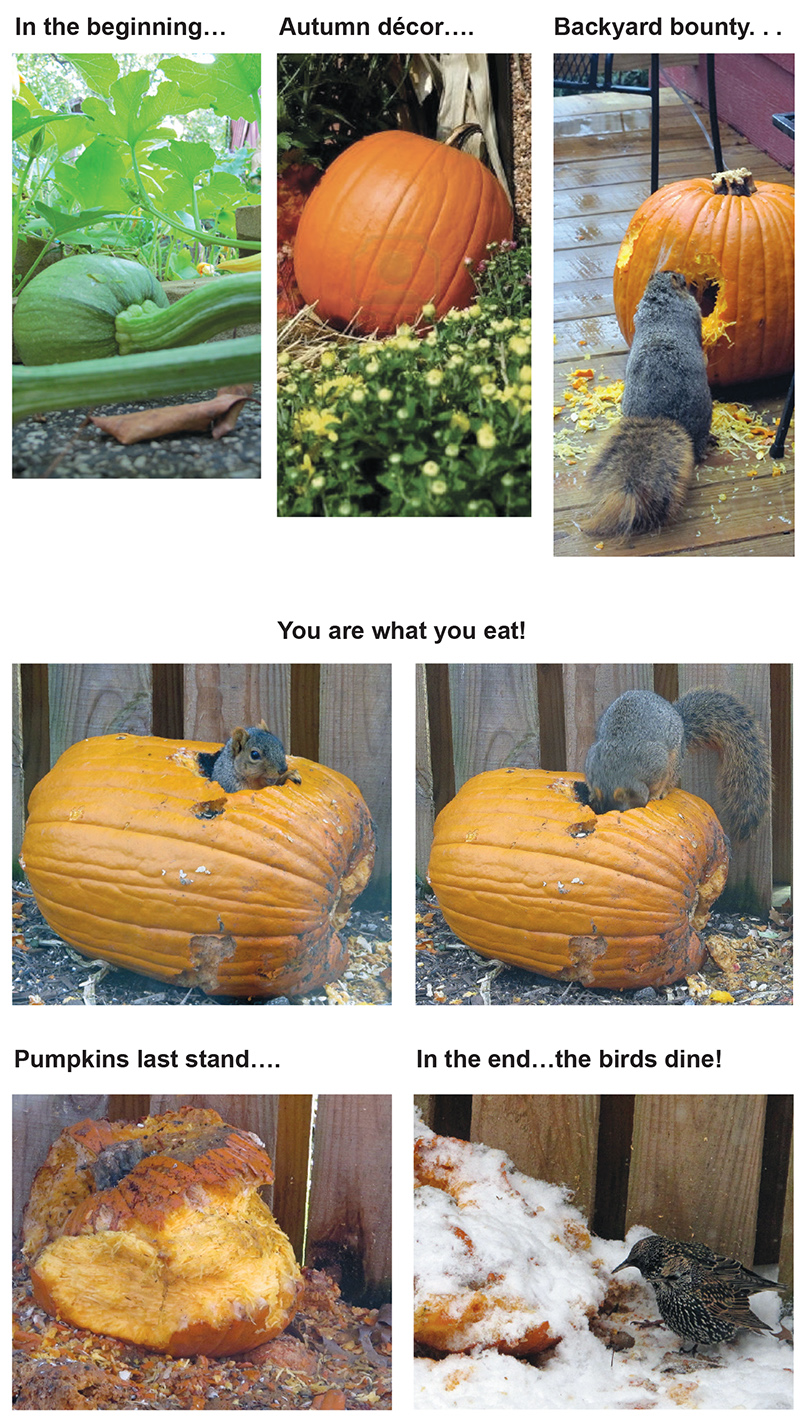 Right in my Own Backyard - The Pumpkin's Story - by Brandt Carter