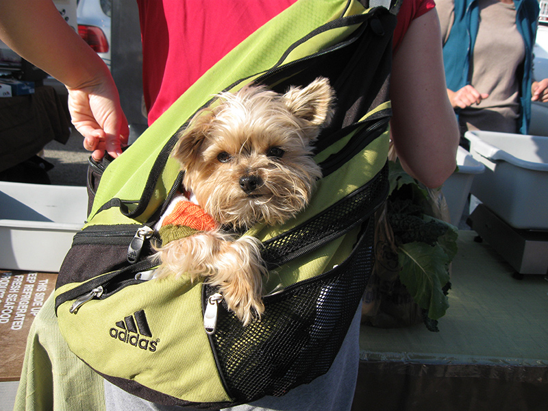 a cute doggie in a pack