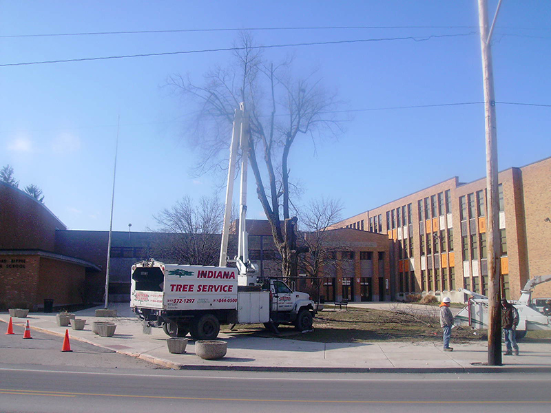 Random Rippling - Tree gone from BRHS