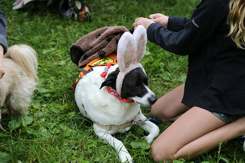 Random Rippling - Pet Olympics