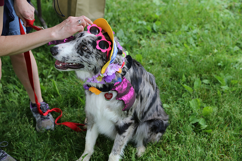 Random Rippling - Pet Olympics
