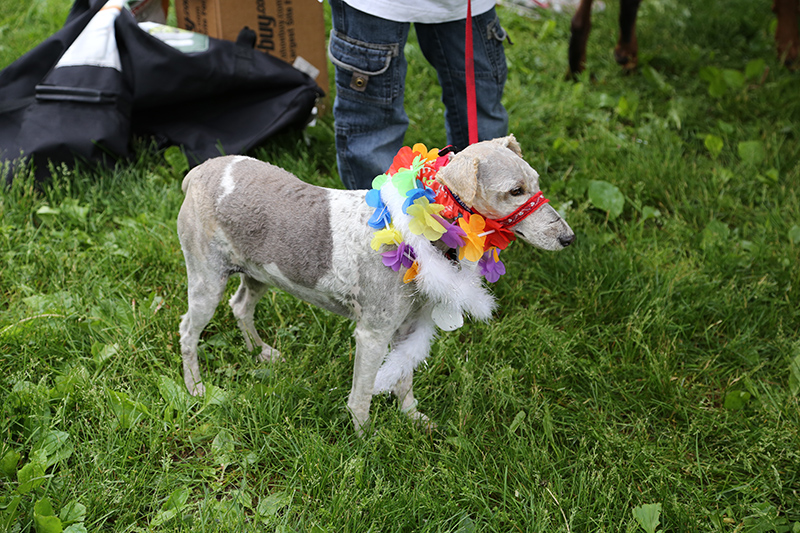 Random Rippling - Pet Olympics