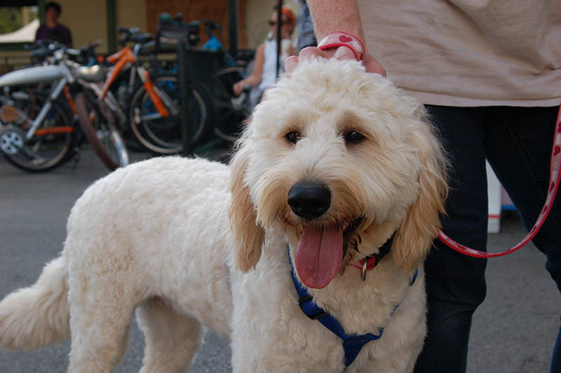 Tails and Ales - by Alison Graham