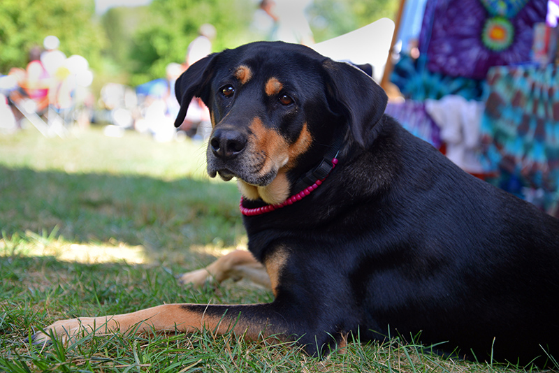 Rocky Ripple Fest 2013
