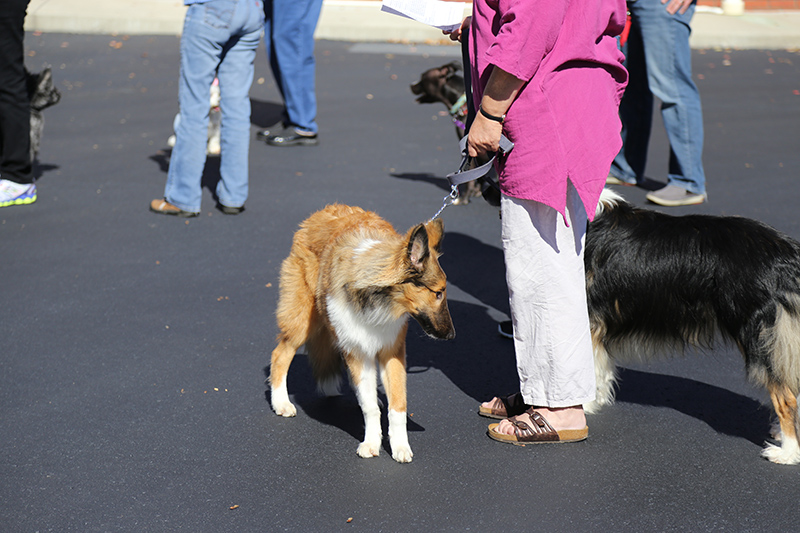 Random Rippling - Northminster pet blessing