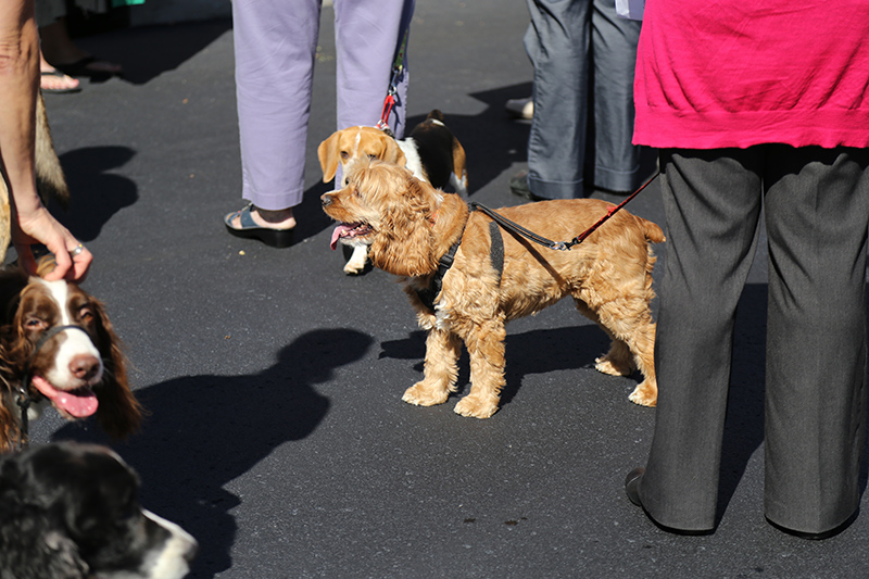 Random Rippling - Northminster pet blessing
