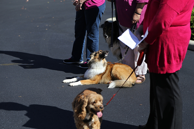 Random Rippling - Northminster pet blessing