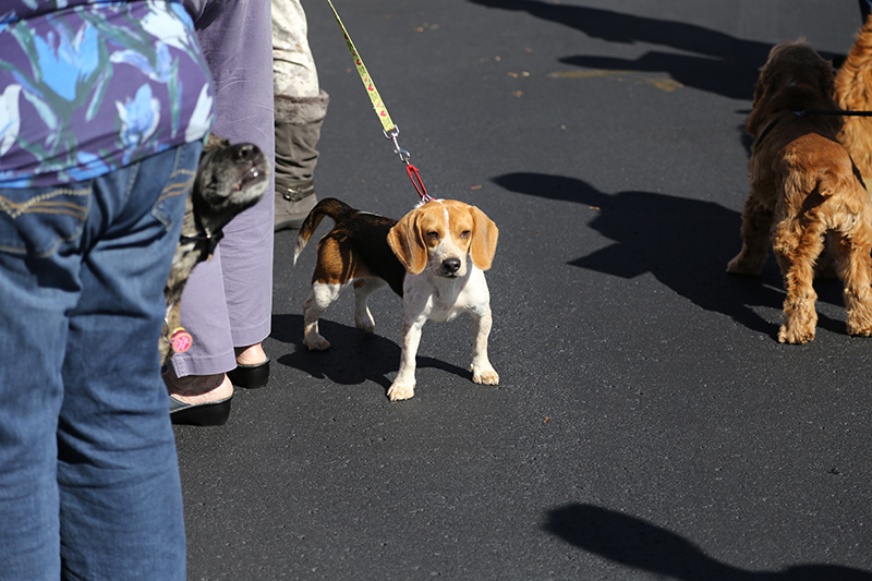 Random Rippling - Northminster pet blessing