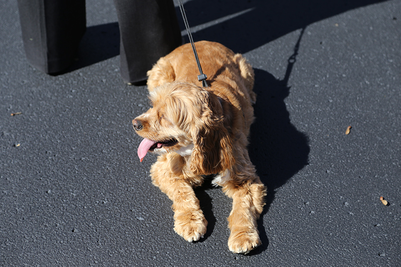 Random Rippling - Northminster pet blessing