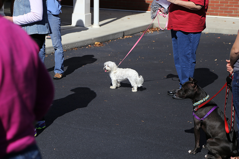 Random Rippling - Northminster pet blessing