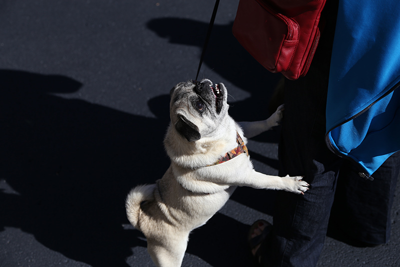Random Rippling - Northminster pet blessing