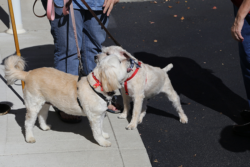 Random Rippling - Northminster pet blessing