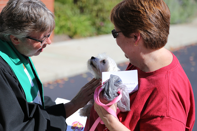 Random Rippling - Northminster pet blessing