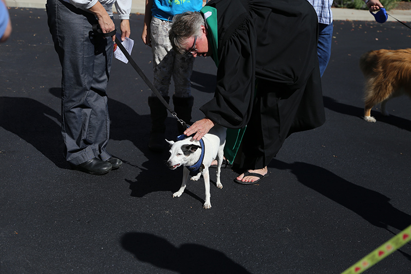 Random Rippling - Northminster pet blessing