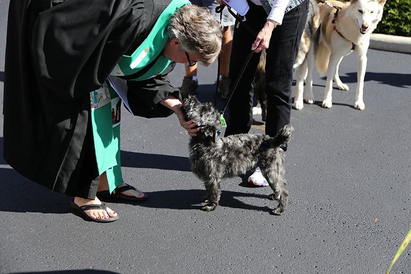 Random Rippling - Northminster pet blessing