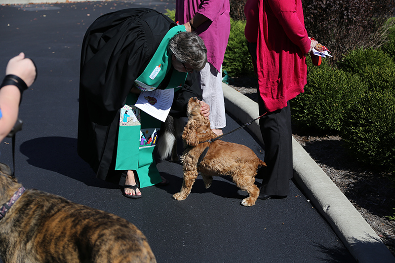 Random Rippling - Northminster pet blessing
