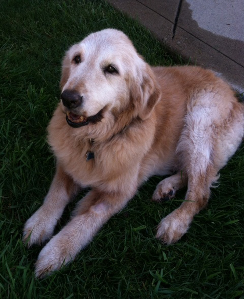 This Mel's last photo at 15 1/2 years of age.. .What a Honey!