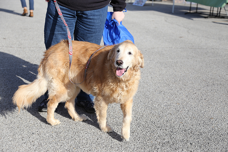 Cam the dog enjoyed the sunshine at the last market of the year.