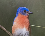 image 0272